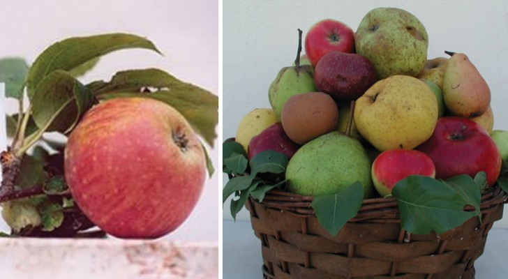 Brutte ma buone: uno studio rivela che le varietà di mela antiche contengono più antiossidanti