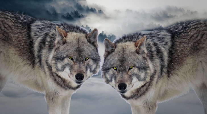 La parabola dei due lupi, una storia tramandata dalle tribù pellerossa