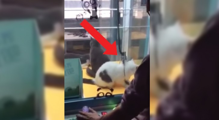 Dentro del recipiente de vidrio no hay peluches sino tres gatos vivos y coleando 