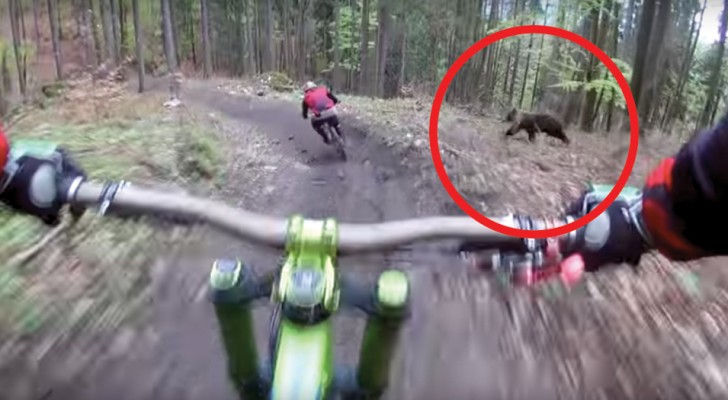 Zwei Radfahrer fahren durch den Wald und machen eine haarsträubende Begegnung