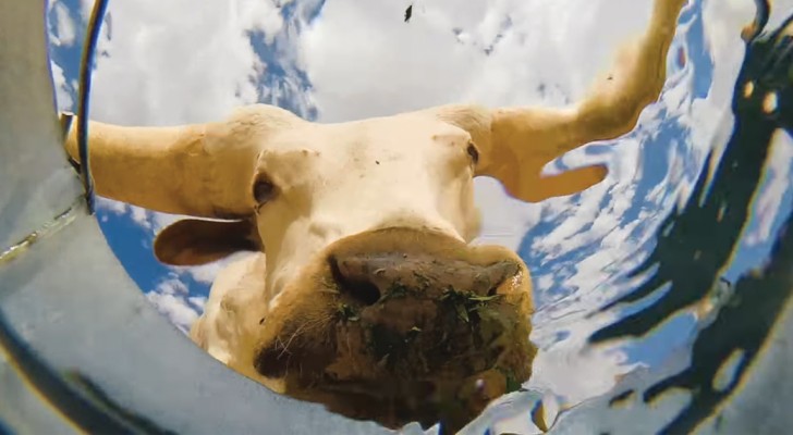 Pone una balde de agua en medio del desierto y captura un video fascinante