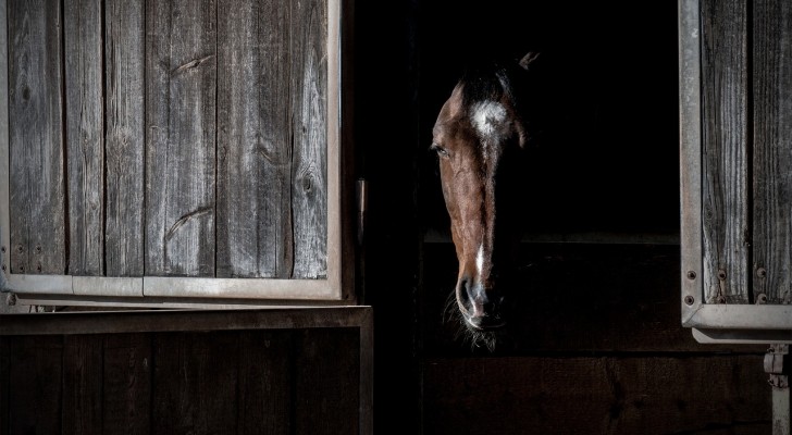 De farmaceutische industrie verrijkt zich door middel van het martelen van paarden 