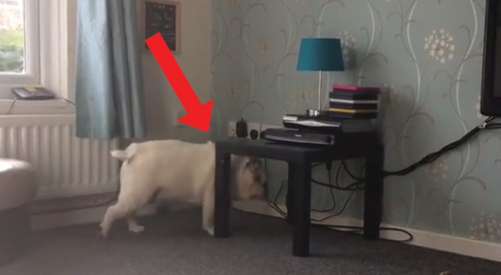 Il bulldog decide di passare sotto al tavolino ma chiaramente non è conscio delle sue dimensioni