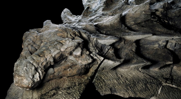Bergmänner finden durch Zufall eines der beeindruckendsten Fossilien eines Dinosauriers