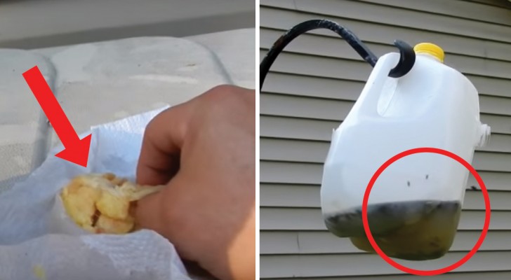 DIY Homemade fly trap! It really works!