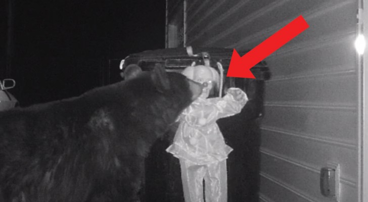 Un orso assalta il bidone della spazzatura ma non si accorge che c'è qualcuno a fare la guardia