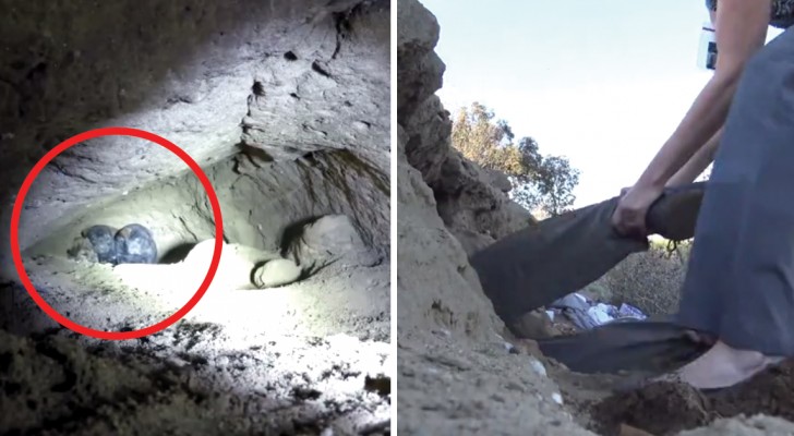 Een nestje op 5 meter diepte: wat deze man doet om de pups te redden is ongelooflijk!