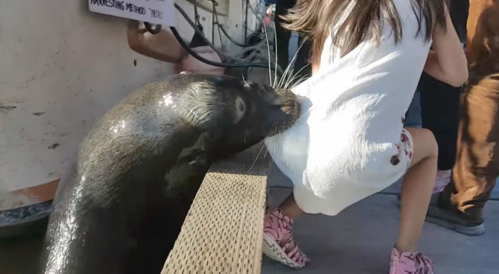 A little girl is suddenly dragged into the water by a sea lion!