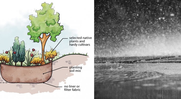 Rain garden, le aiuole che ci salvano dalle bombe d'acqua e aiutano l'ambiente