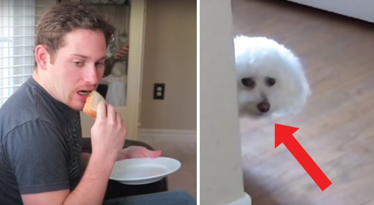 Wat doet jouw hond als je iets eet? Deze video is heel herkenbaar voor hondenbezitters!