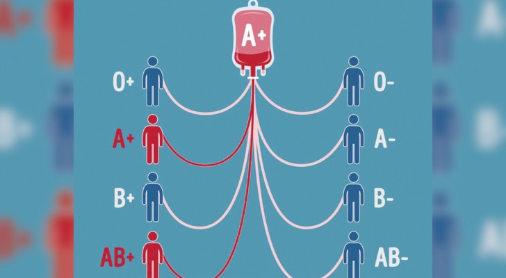 Quien puede donar la sangre a quien? Con esta explicacion lo entenderan una vez por todas