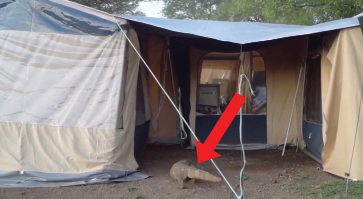 Huge Komodo dragon heads toward a tent! This is how to have an UNFORGETTABLE trip! 