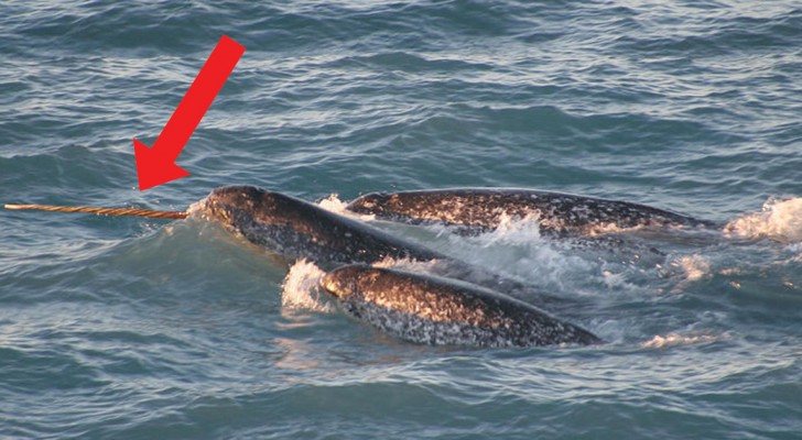 En drone filmar dessa havsdjur och får oss att förstå varför de ser ut som enhörningar