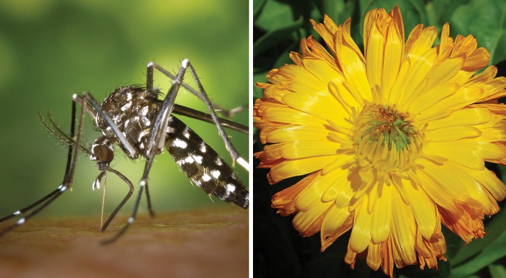 6 piante anti-zanzara da avere in casa per allontanarle in modo naturale