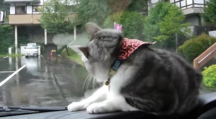 What sends this cat into a frenzy? Windshield wipers! :D