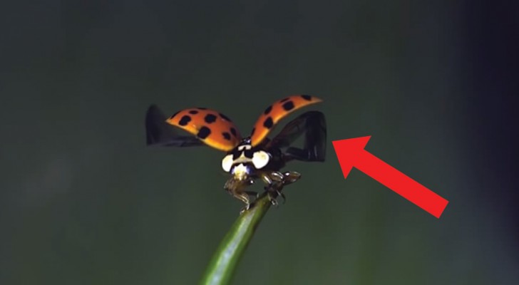 Slow motion flight of a ladybug ... mesmerizing!