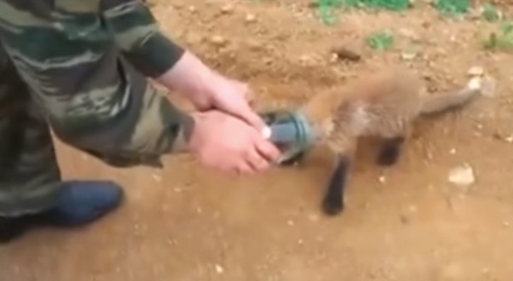 O filhote de raposa está com a cabeça presa e decide pedir ajuda para um grupo de humanos