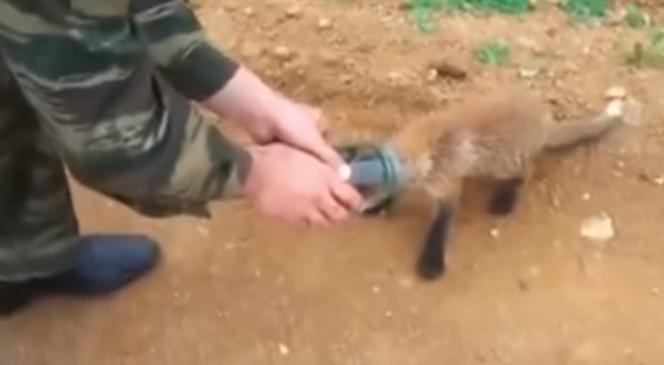 El cachorro de zorro tiene la cabeza encastrada y decide de pedir ayuda a un grupo de hombres