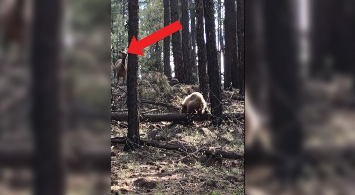 L'ours veut capturer le petit, mais suivez bien le mouvement de la maman élan