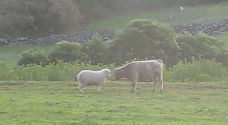 La oveja desafia al joven toro: su duelo es mas tierno que temeroso