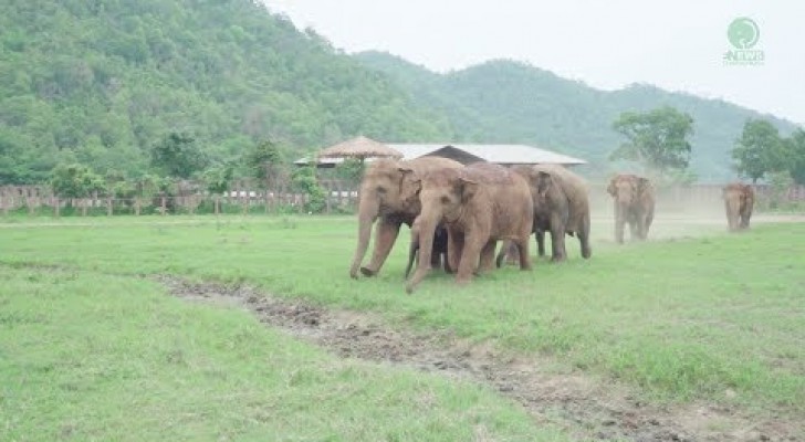 Elephants in an animal park immediately adopt an orphaned elephant!