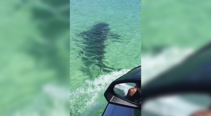 Ils voient une tache sombre dans l'eau: la volonté de s'approcher au plus près n'était pas très maline!