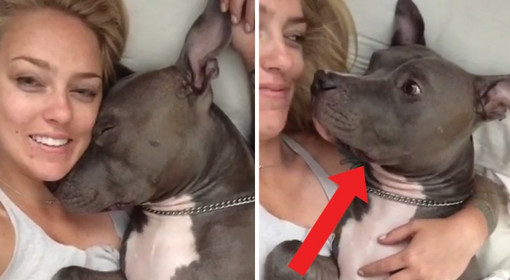 This tired pit bull dog is gentle even when his owner wakes him up!