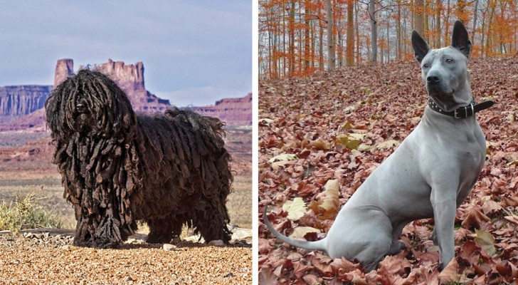 8 exotische hondenrassen waar je misschien nog nooit van hebt gehoord