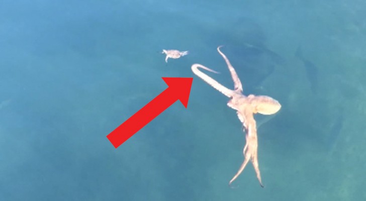 Den desperata flykten från en krabba förföljd av en jätte bläckfisk