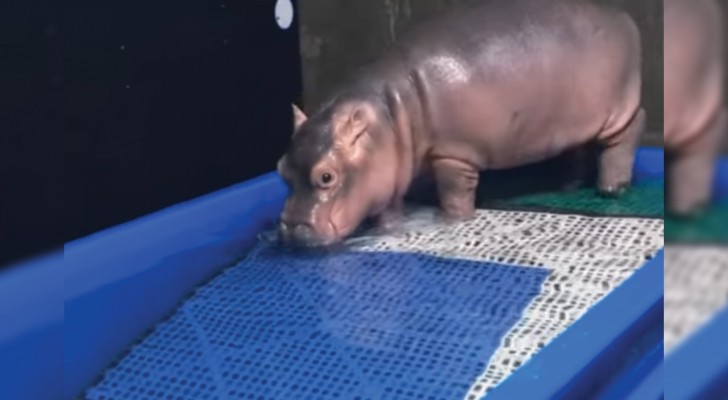 La dulcisima rehabilitacion del cachorro de hipopotamo nacido prematuro: se enamoraran!