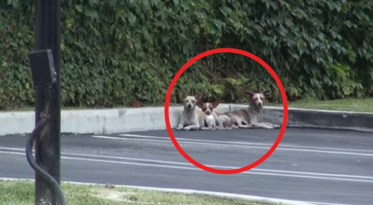 Estos 3 chihuahua no se fian mas del hombre, pero mirenlos luego de algunos dias...