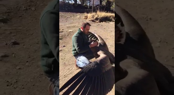 Een condor daalt neer om de man die zijn leven redde te bedanken