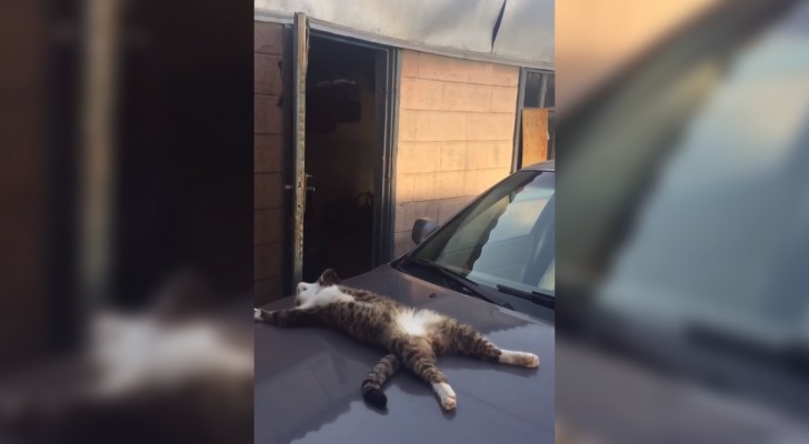 O capô do carro está quente: o gatinho adormece de um jeito muito estranho.