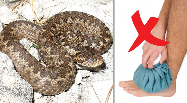 6 dingen die je nooit moet doen wanneer je bent gebeten door een slang