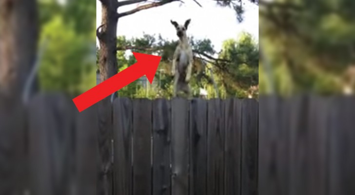 A Great Dane on a trampoline! WoW!