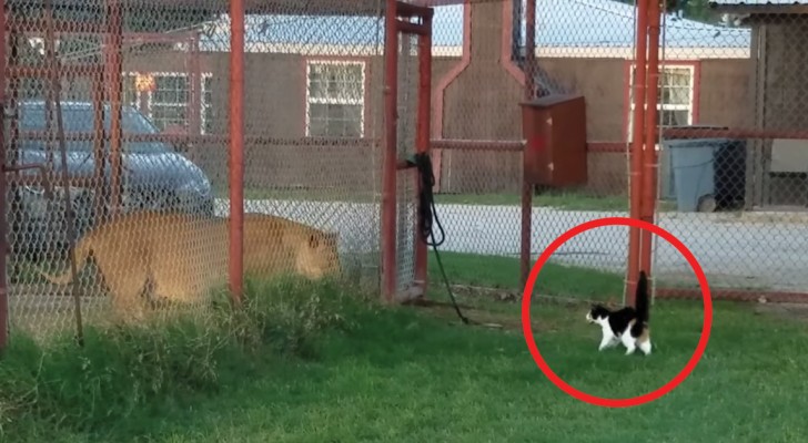 Au refuge pour félins le chat défie la lionne: la scène laisse bouche-bée le maître... Et nous aussi!