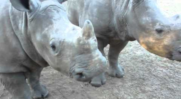 Avete mai sentito due baby rinoceronti?