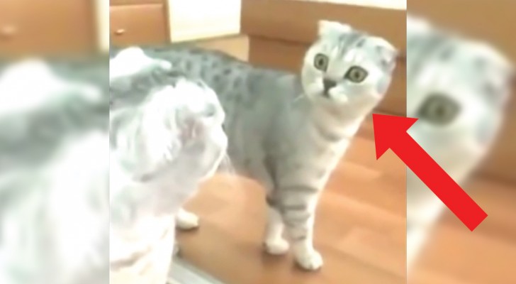 Watch and witness the moment when a cat finally realizes it is ... a cat!