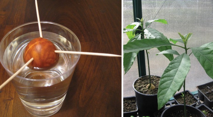 Hoe groeit een avocado plant in huis met een pit van het fruit