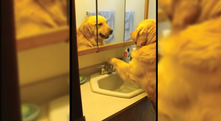 Scordatevi i cani che bevono dal gabinetto: questo cucciolone fa molto di più!