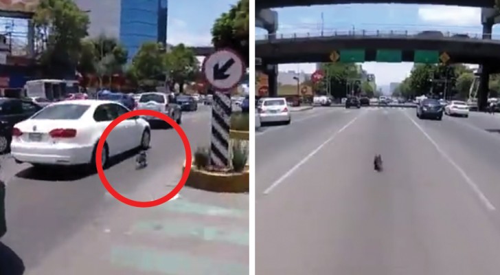 A dog escapes its owner's control and its wild run in the streets of the city is breathtaking!