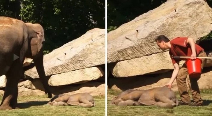 Maman éléphant tente de réveiller son petit sans succès, mais heureusement un homme intervient