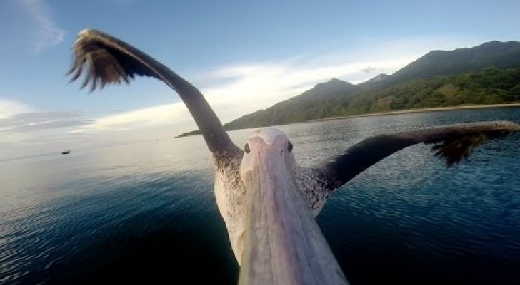 Ein Pelikan lernt fliegen