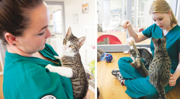 A.A.A. cercasi persona disposta a coccolare i gatti: la clinica veterinaria viene sommersa dai curricula