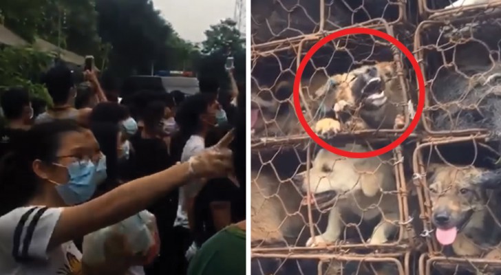 Dogs rescued at the annual Chinese Dog Meat Festival!