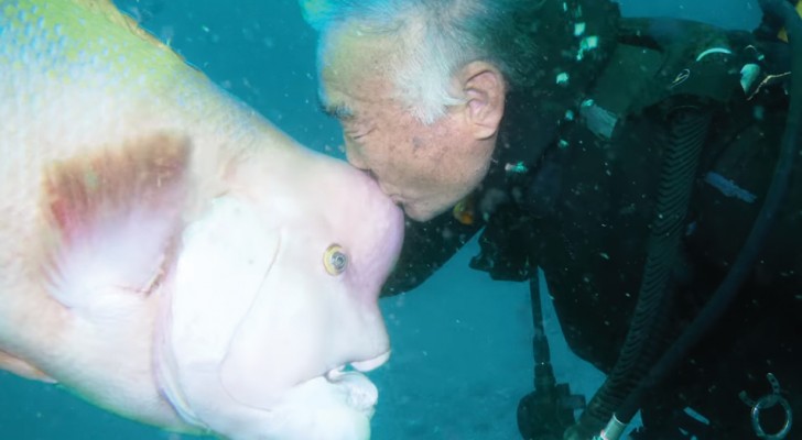 Da 25 anni questo subacqueo giapponese fa visita al suo migliore amico... Sul fondo del mare!