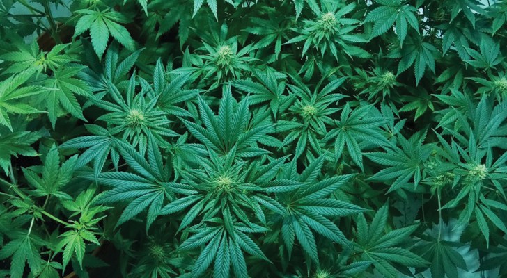 La marijuana atténue les effets de l'Alzheimer? Ces études semblent suggérer que oui