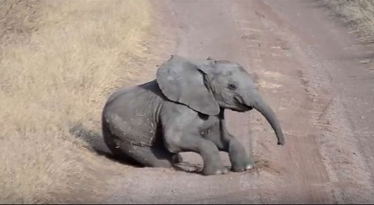 El elefantito hace los caprichos en medio de la calle, pero la mama reacciona...como una verdadera mama!
