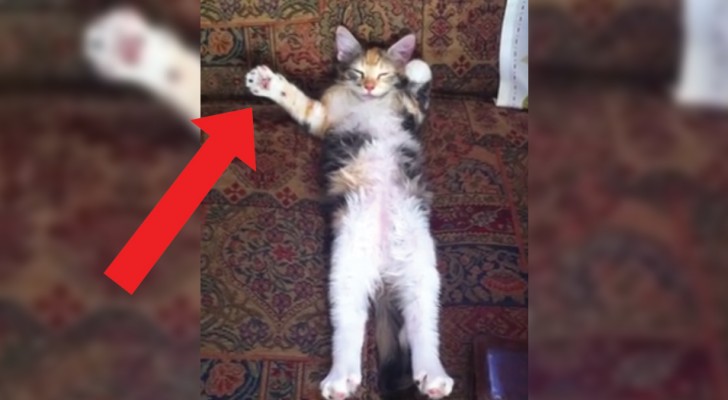 Prende la videocamera e filma il gatto che dorme: il risultato è indimenticabile