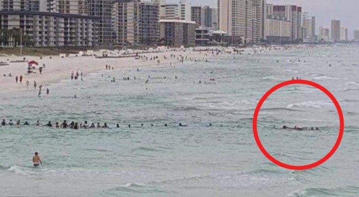 Dozens of people form a human chain to rescue a family in danger of drowning